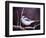 Blue Jay-Kevin Dodds-Framed Giclee Print