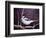 Blue Jay-Kevin Dodds-Framed Giclee Print