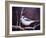 Blue Jay-Kevin Dodds-Framed Giclee Print