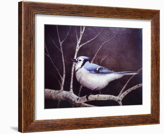 Blue Jay-Kevin Dodds-Framed Giclee Print