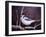 Blue Jay-Kevin Dodds-Framed Giclee Print