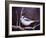 Blue Jay-Kevin Dodds-Framed Giclee Print