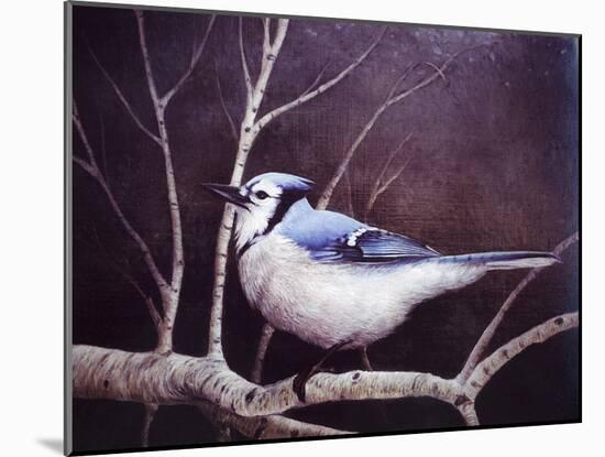 Blue Jay-Kevin Dodds-Mounted Giclee Print