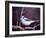 Blue Jay-Kevin Dodds-Framed Giclee Print