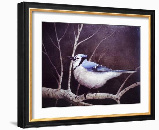 Blue Jay-Kevin Dodds-Framed Giclee Print