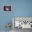 Blue Jay-Kevin Dodds-Framed Premier Image Canvas displayed on a wall