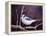 Blue Jay-Kevin Dodds-Framed Premier Image Canvas