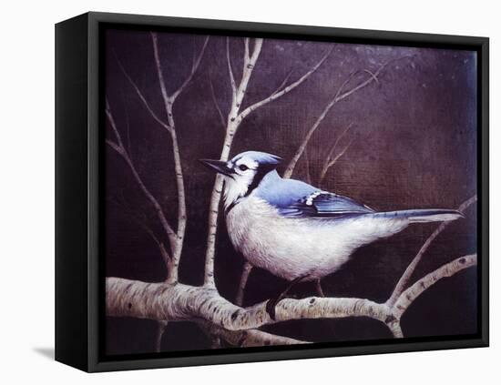 Blue Jay-Kevin Dodds-Framed Premier Image Canvas