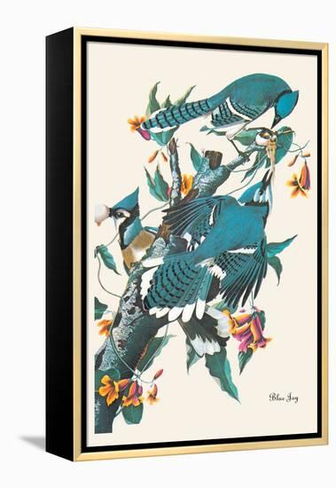 Blue Jay-John James Audubon-Framed Stretched Canvas