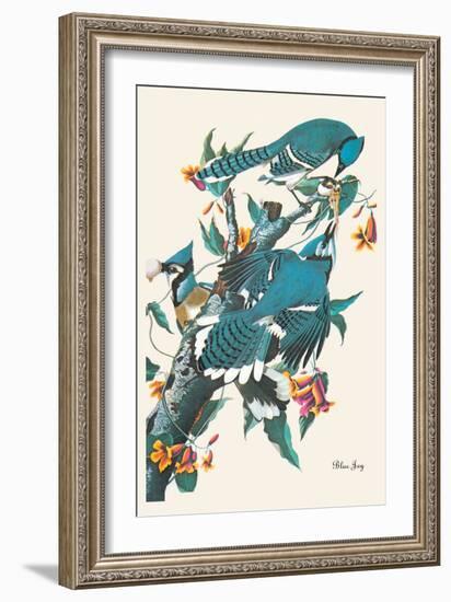Blue Jay-John James Audubon-Framed Art Print