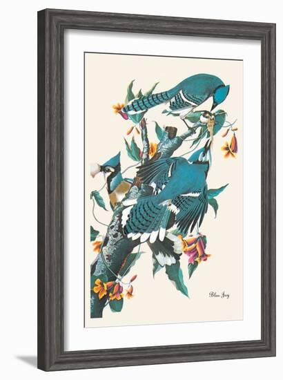 Blue Jay-John James Audubon-Framed Art Print