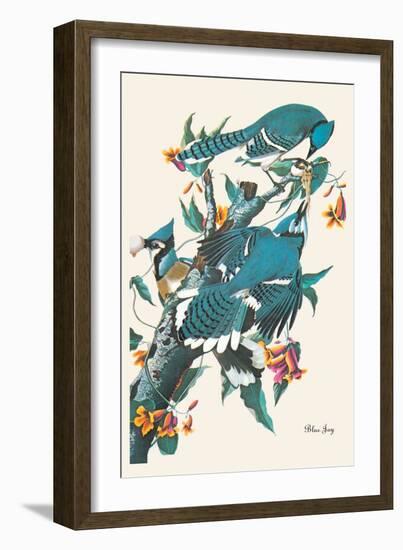 Blue Jay-John James Audubon-Framed Art Print