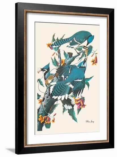 Blue Jay-John James Audubon-Framed Art Print