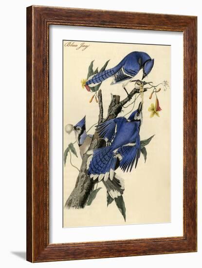 Blue Jay-John James Audubon-Framed Art Print