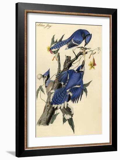 Blue Jay-John James Audubon-Framed Art Print