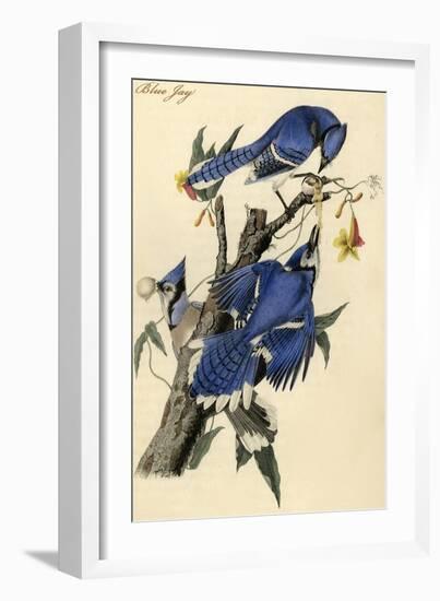 Blue Jay-John James Audubon-Framed Art Print