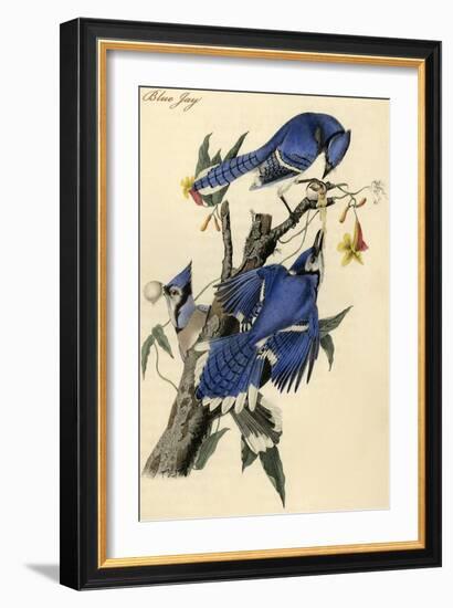 Blue Jay-John James Audubon-Framed Art Print