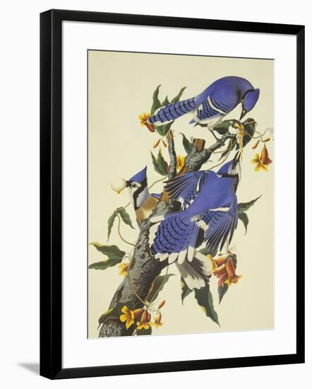 Blue Jay-John James Audubon-Framed Premium Giclee Print