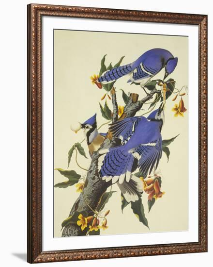 Blue Jay-John James Audubon-Framed Premium Giclee Print