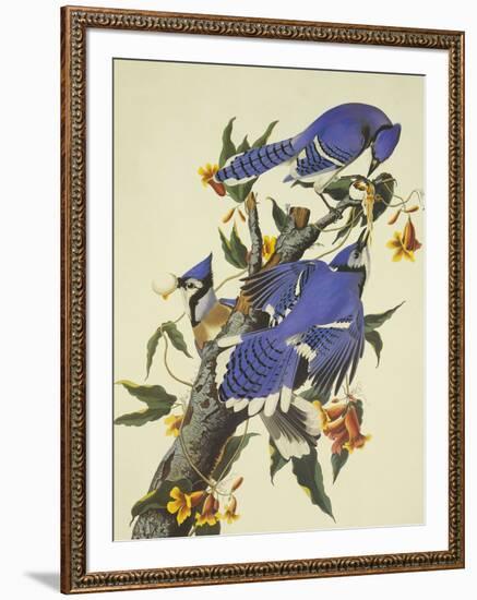 Blue Jay-John James Audubon-Framed Premium Giclee Print