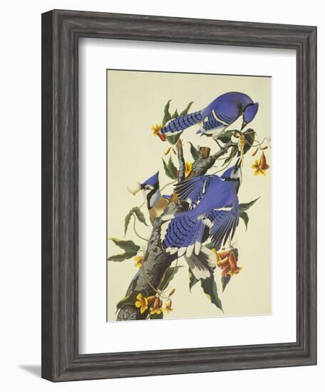 Blue Jay-John James Audubon-Framed Art Print