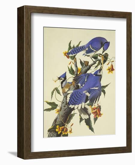 Blue Jay-John James Audubon-Framed Art Print