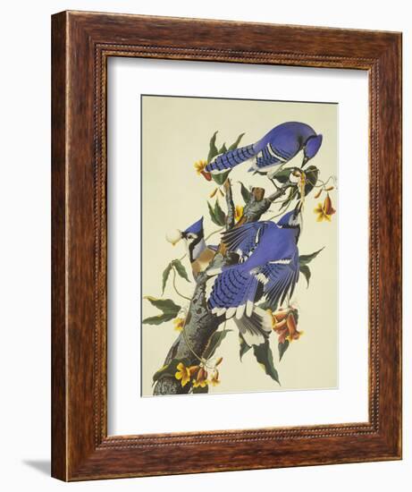 Blue Jay-John James Audubon-Framed Art Print