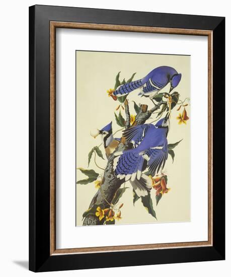 Blue Jay-John James Audubon-Framed Art Print