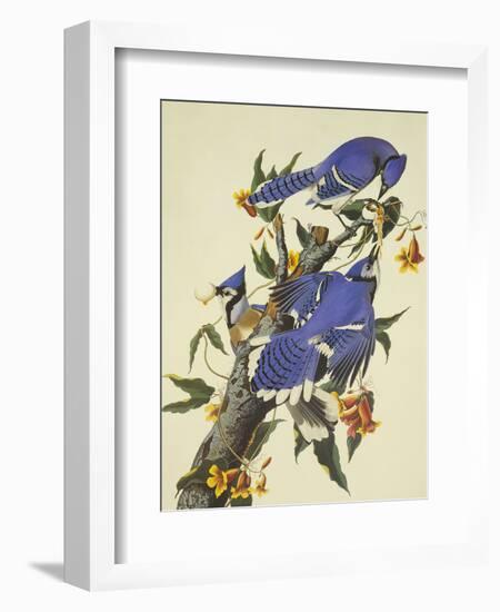 Blue Jay-John James Audubon-Framed Art Print