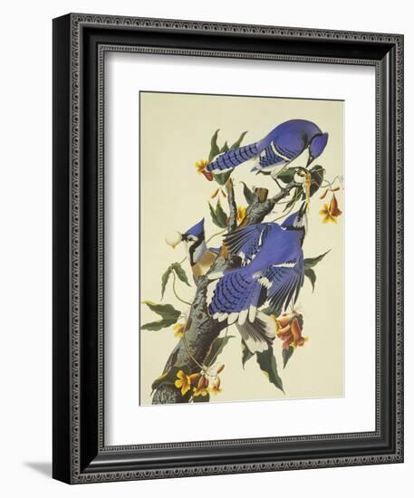 Blue Jay-John James Audubon-Framed Art Print