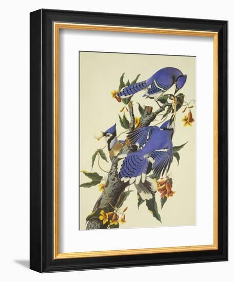 Blue Jay-John James Audubon-Framed Art Print