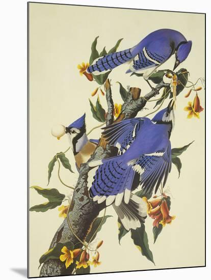 Blue Jay-John James Audubon-Mounted Art Print