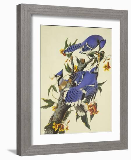 Blue Jay-John James Audubon-Framed Art Print