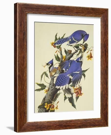 Blue Jay-John James Audubon-Framed Art Print