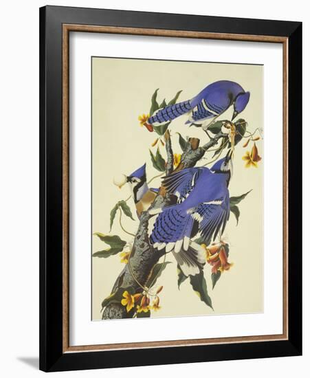 Blue Jay-John James Audubon-Framed Art Print