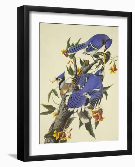 Blue Jay-John James Audubon-Framed Art Print