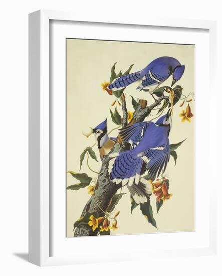 Blue Jay-John James Audubon-Framed Art Print