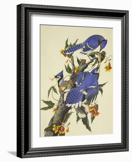 Blue Jay-John James Audubon-Framed Art Print