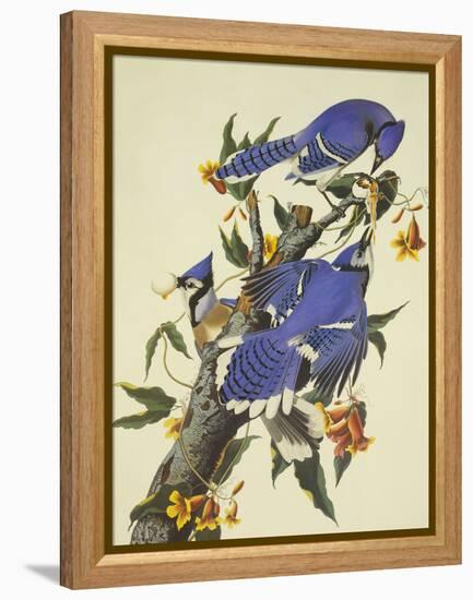 Blue Jay-John James Audubon-Framed Stretched Canvas