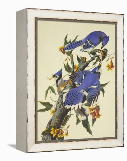 Blue Jay-John James Audubon-Framed Stretched Canvas