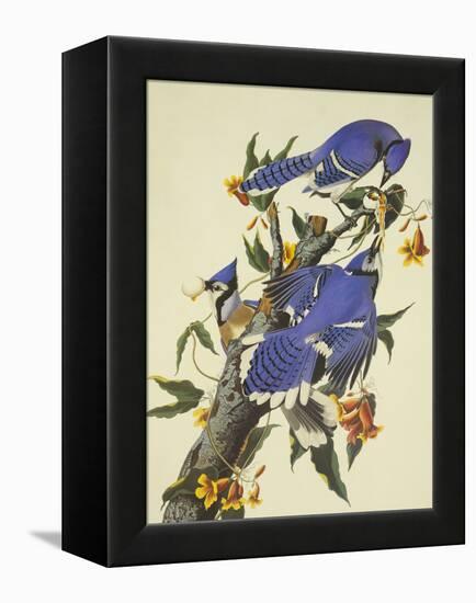 Blue Jay-John James Audubon-Framed Stretched Canvas