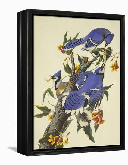 Blue Jay-John James Audubon-Framed Stretched Canvas