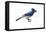 BLUE JAY.-BRUCE DEAN-Framed Stretched Canvas