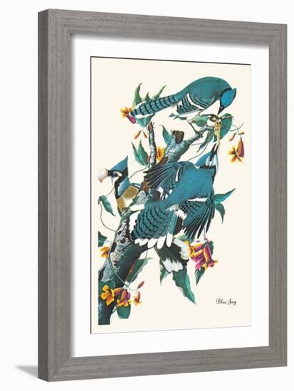 Blue Jay-John James Audubon-Framed Art Print