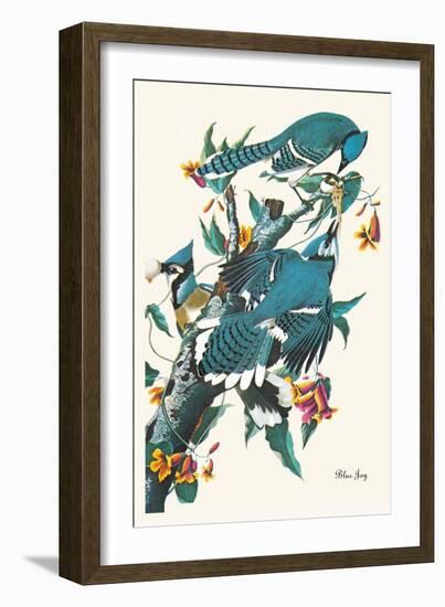 Blue Jay-John James Audubon-Framed Art Print