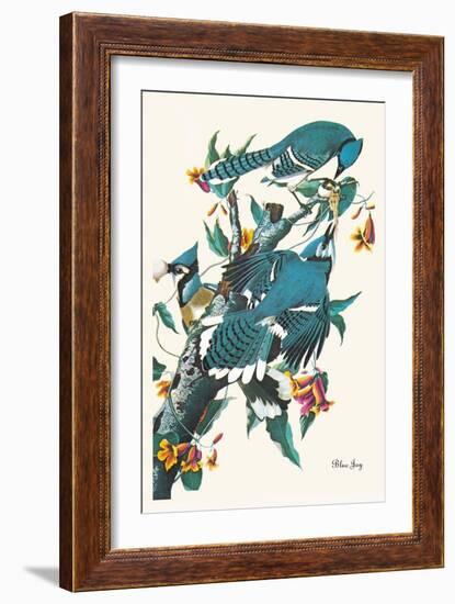 Blue Jay-John James Audubon-Framed Art Print