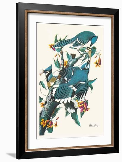 Blue Jay-John James Audubon-Framed Art Print