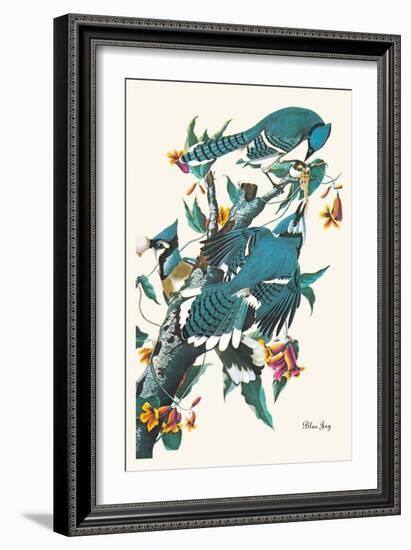 Blue Jay-John James Audubon-Framed Art Print