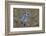 Blue jay-Adam Jones-Framed Photographic Print