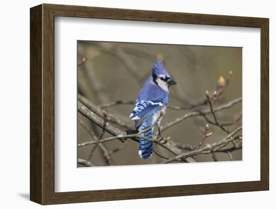 Blue jay-Adam Jones-Framed Photographic Print